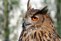 Für größeres Bild bitte klicken!